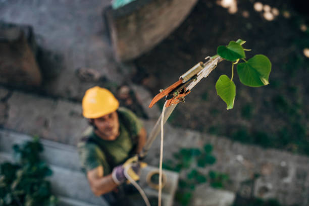 Best Fruit Tree Pruning  in Desert Hot Springs, CA